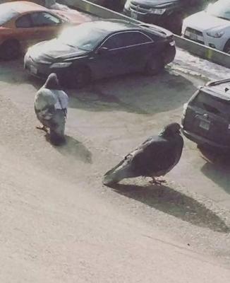 Прикрепленное изображение: 7bbddea3144393b5e9a4dd27792.jpg